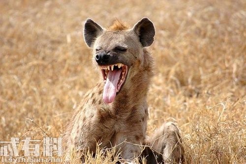 狮子王电影中的狗是什么品种 鬣狗是什么样的动物