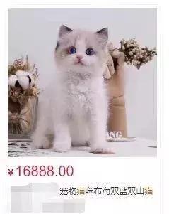 佟年怎么敢对韩商言说“我养你”？ 天才少女竟是隐形小富婆