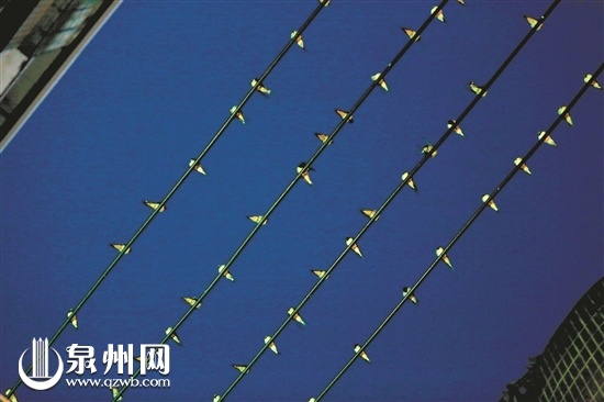 泉州台商投资区：燕子线缆栖息 画出美丽“五线谱”