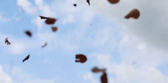 吹落的树叶1-20集全集分集剧情介绍，吹落的树叶大尺度画面（图）（2）