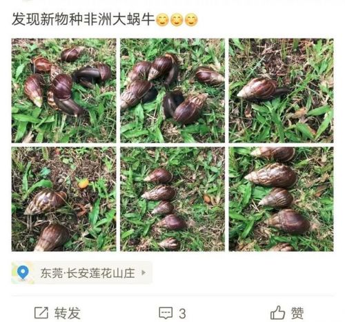 非洲大蜗牛入侵中国怎么回事？非洲大蜗牛长什么样可以吃吗