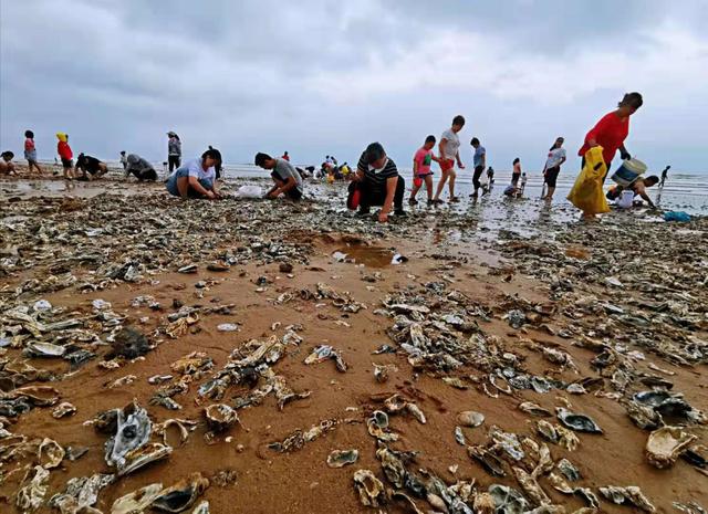 台风“利奇马”过后，青岛海滩上全是海鲜！引来数千市民争相挖捡