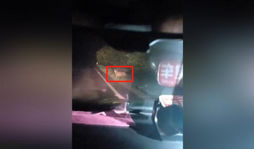 珲春拍到东北虎什么情况?珲春为什么路上会拍到东北虎哪里来的