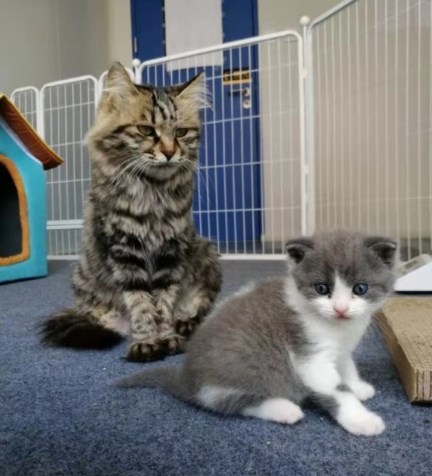 我国首只克隆猫什么情况 除了克隆猫还能克隆什么