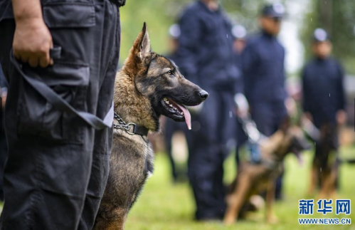 首只警用克隆犬怎么回事 曾被评为公安部一级功勋犬