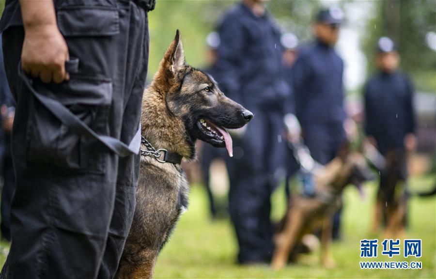 首只警用克隆犬入警怎么回事？警用克隆犬有哪些优势？