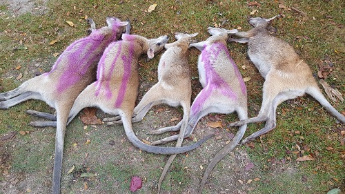 美媒：数十只小袋鼠集体死亡之谜 是谋杀还是生病