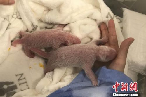 熊猫梦梦诞双胞胎怎么回事？熊猫梦梦诞双胞胎幼崽图片曝光超可爱
