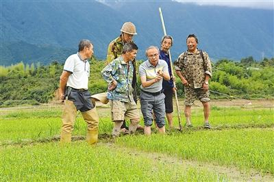 南平光泽县种子管理站工作人员指导粮农制种