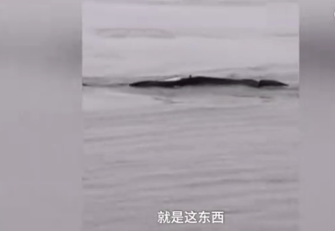 三峡水怪近照曝光长什么样？三峡水怪是什么东西真相曝光！
