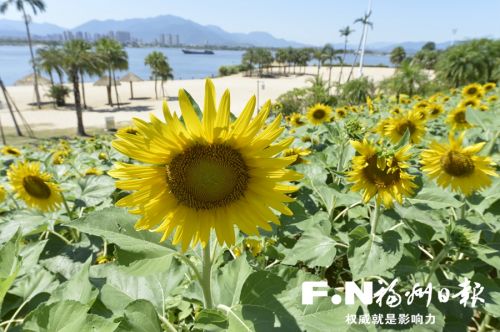 福州沙滩公园向日葵盛开迎国庆