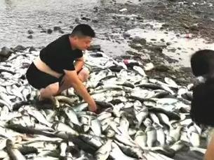 浙江惊现飞鱼奇观什么情况 漫天飞鱼现场一览