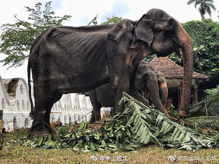 70岁皮包骨大象累瘫后去世 连续十天穿着盛装参加节日游行