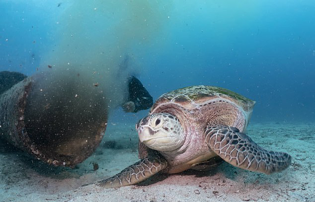 潜水者拍到菲律宾绿海龟以下水道流水为食