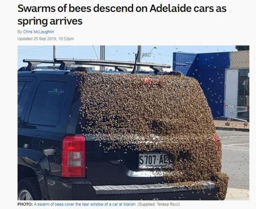 惨遭4万蜜蜂霸车现场图曝光画面惊悚 4万蜜蜂为什么霸车原因曝光
