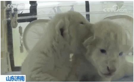 济南双胞胎白狮长什么样子？济南双胞胎白狮高清动图曝光实在太可爱了