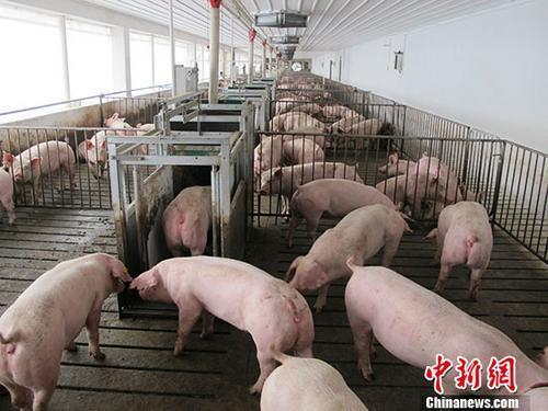 资料图：活猪养殖场。 <a target='_blank' href='http://www.chinanews.com/'>中新社</a>记者 林浩 摄