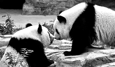 北京动物园新添大熊猫“姐妹花”