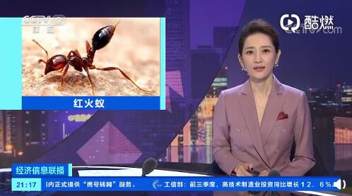 东京现剧毒红火蚁怎么回事 红火蚁有多大危害