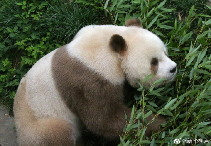 棕色大熊猫被认养怎么回事 全球唯一圈养棕色大熊猫被终身认养
