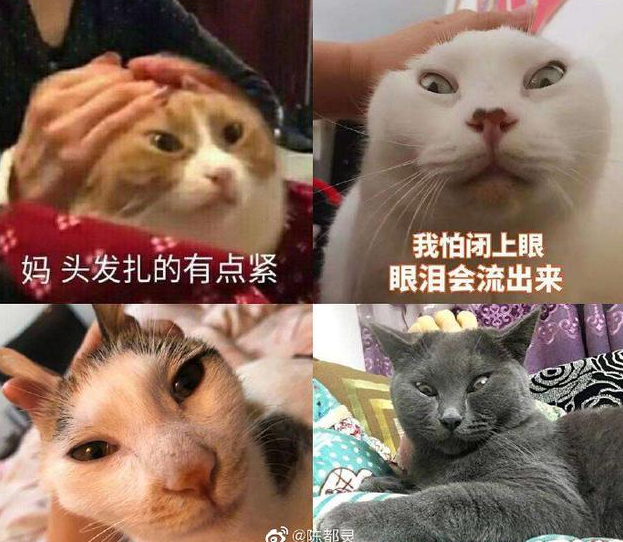 陈都灵头皮有点疼是什么梗？陈都灵回应头皮有点疼说了什么