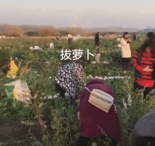 网上谣传“拔萝卜免费”引几千人疯抢 农民200亩萝卜被薅走损失40万