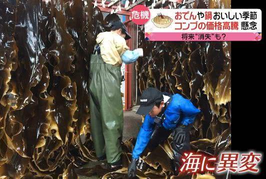 日本海带面临消失什么情况 日本面临粮食危机