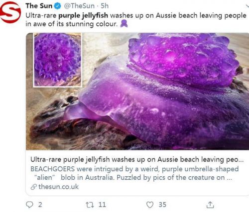 外星生物还是化学污染？澳海滩现罕见紫色水母