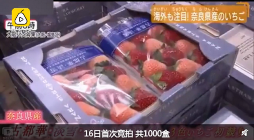 日本一颗草莓900怎么回事？日本一颗草莓为什么卖900元原因揭秘