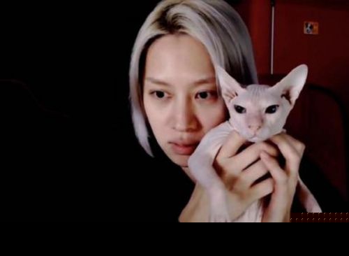 金希澈收养雪莉的猫什么情况？金希澈和雪莉是什么关系