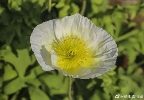 6.5万㎡花朵齐盛开！福州花海公园像童话世界