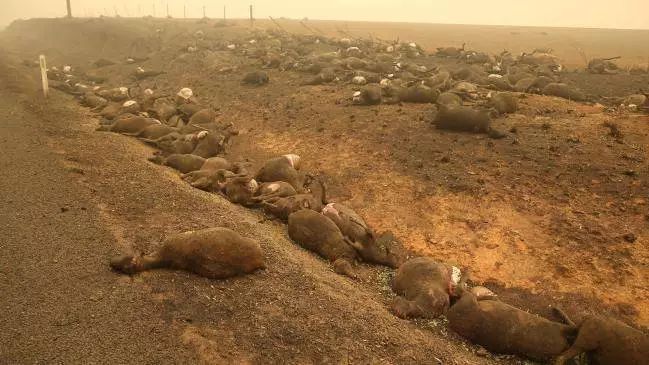 澳大利亚射杀5000头骆驼！官方回应射杀骆驼原因 澳洲大火已连烧4月（2）