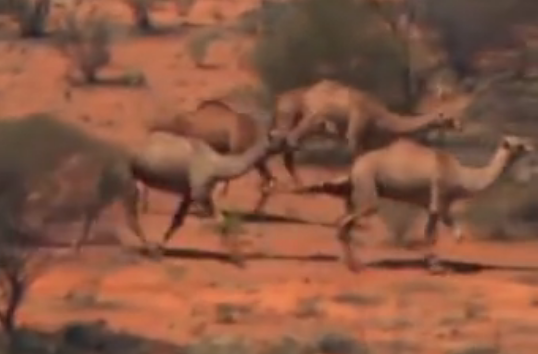 澳大利亚射杀5000头骆驼！官方回应射杀骆驼原因 澳洲大火已连烧4月