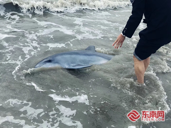 惠安成功救助一只国家二级保护动物瓶鼻海豚