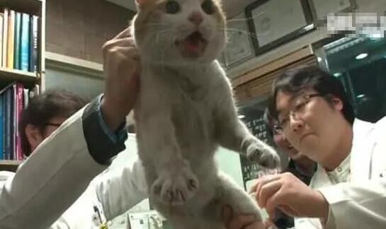 大叔坚信墙里藏有猫投喂2年 拆开墙后的一幕萌翻了 真的有猫么