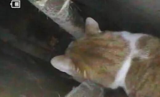 大叔坚信墙里藏有猫投喂2年 拆开墙后的一幕萌翻了 真的有猫么(2)