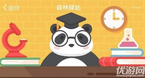 森林驿站2月12日每日一题答案 森林驿站大熊猫通常一天要吃多少公斤竹叶
