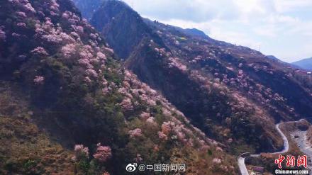 海拔800米的万亩樱花开了美呆网友 四川坝底乡野樱花迎春怒放图片