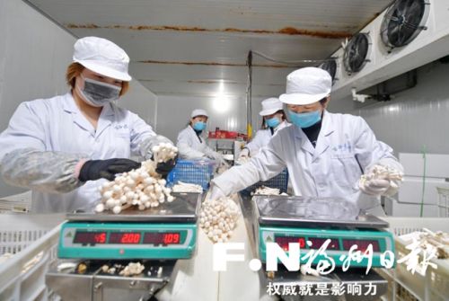 百谷农业有限公司工人分袋包装香菇。通讯员 刘其燚 摄