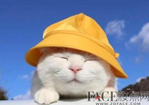 日本网红猫咪猫叔去世怎么回事 网红猫咪猫叔怎么火的