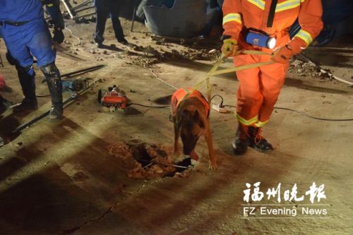 在酒店坍塌事故现场，搜救犬在工作中。