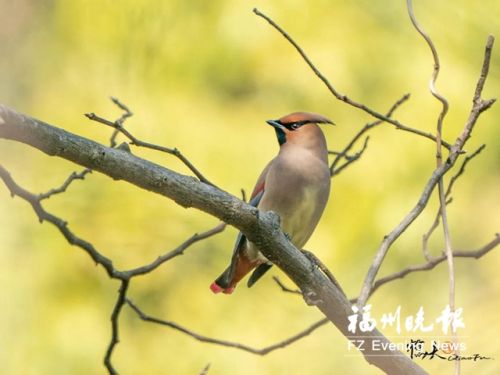 福州“食宿”好 小太平鸟等少见的候鸟现身行道树上