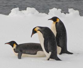世界上体型最大的企鹅是帝企鹅还是马达加斯加企鹅？ 支付宝蚂蚁庄园3月27日答案
