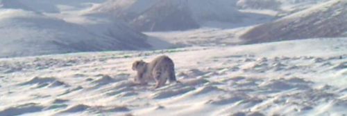 青海西宁首次监测到雪豹图片曝光青海西宁首次监测到雪豹意味着什么