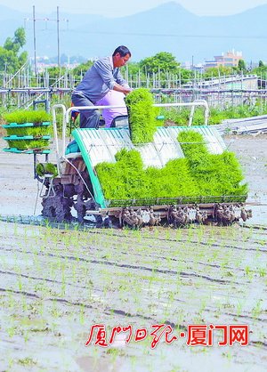 厦门：水稻插秧有神器 一天插秧20多亩