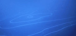 澳大利亚深海现47米长管状水母！年龄可能已有几百岁