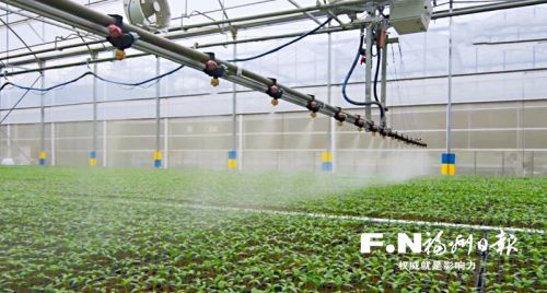 智能化喷淋系统给蔬菜灌溉。通讯员 王至莹 摄