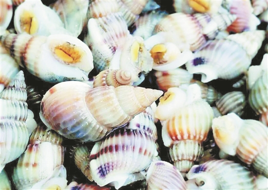 泉州市海洋与渔业局提醒：切勿食用织纹螺