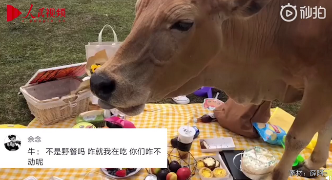 野餐还没拍好照就被牛吃了 网友：敢情是送饭去了！