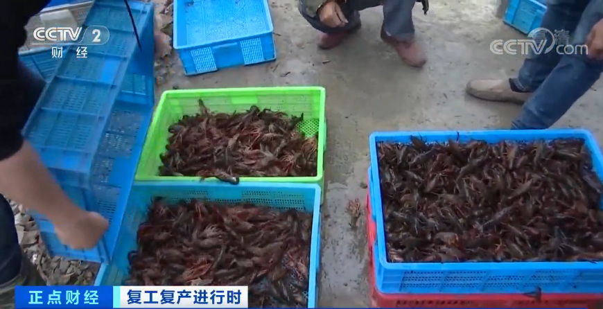 小龙虾收购价几近腰斩原因揭秘小龙虾价格为什么会大跳水？